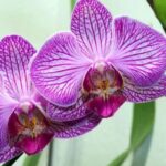 Dominican Orchid Flowers