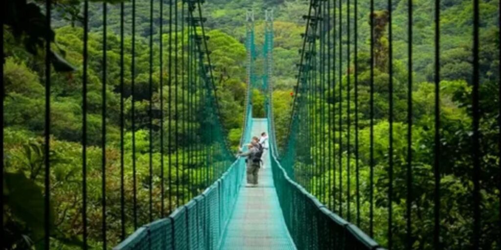 Monteverde Forests