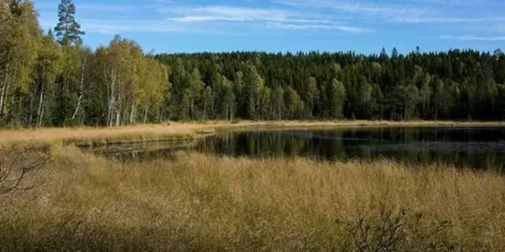 Nordmarka forest